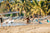 Airline Surfboard Fees for Mexilogfest 2021